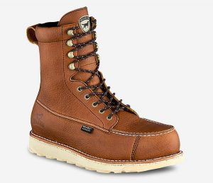 irish setter 896